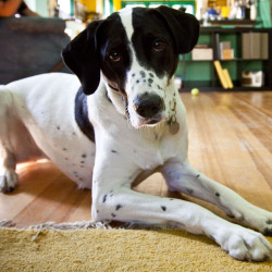 DogWatch of Tampa, Sarasota, Florida | Indoor Pet Boundaries Contact Us Image