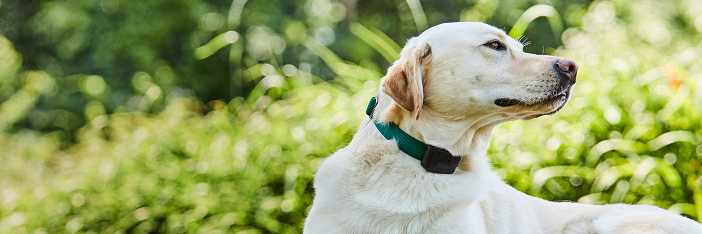 DogWatch of Tampa, Sarasota, Florida | 1200Fence Slider Image