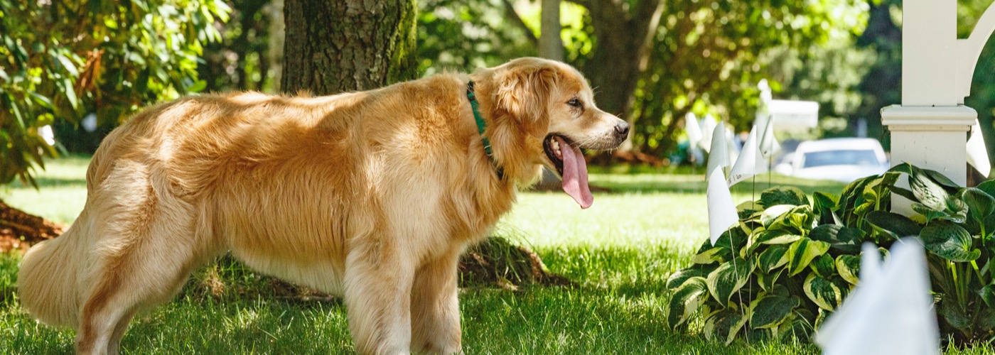 DogWatch of Tampa, Sarasota, Florida | Outdoor Hidden Dog Fences Slider Image