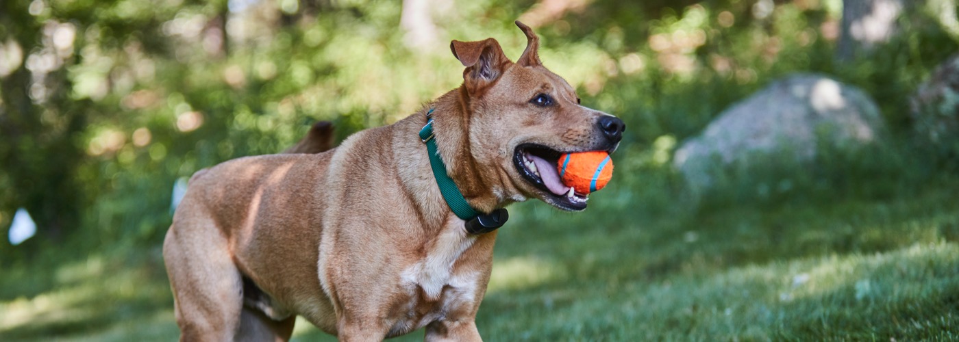 DogWatch of Tampa, Sarasota, Florida | ProFenceX Slider Image